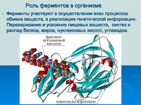 Роль ферментов в реакции