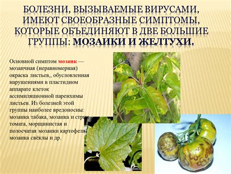 Симптомы и неудобства, вызываемые ладаном