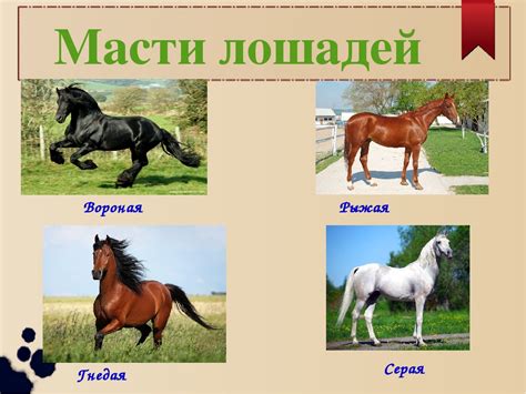 Уникальные лошади и их характеристики
