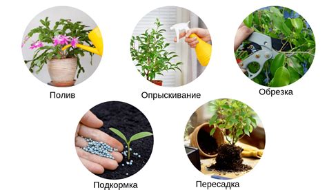 Уход за цветами с помощью сплит-системы