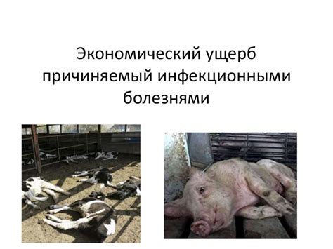 Ущерб, причиняемый корнями