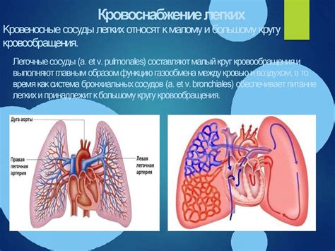Физиологические особенности ахатин