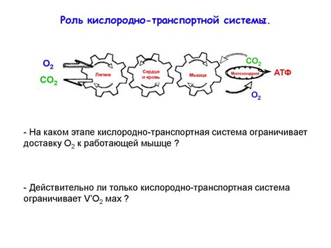 Физиологические факторы