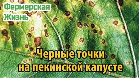 Черные точки на пекинской капусте