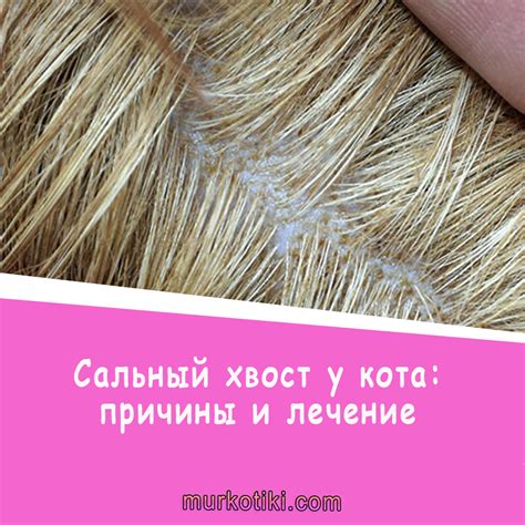 Шпицы и их хвост: причины отсутствия пушистого хвоста