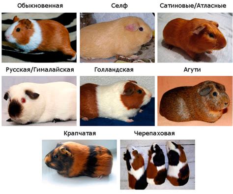 Эволюционные аспекты пищания морских свинок
