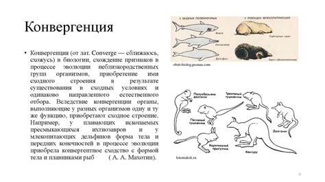 Эволюционные предпосылки и конвергенция