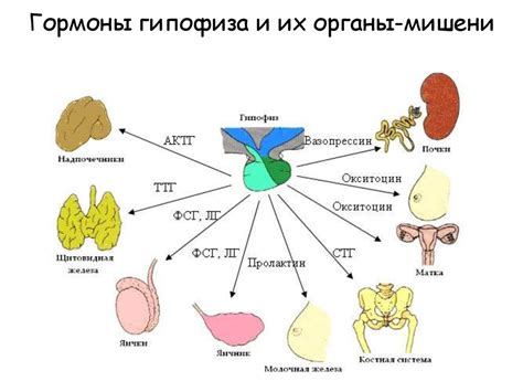 Эффект протеина на гормональный фон
