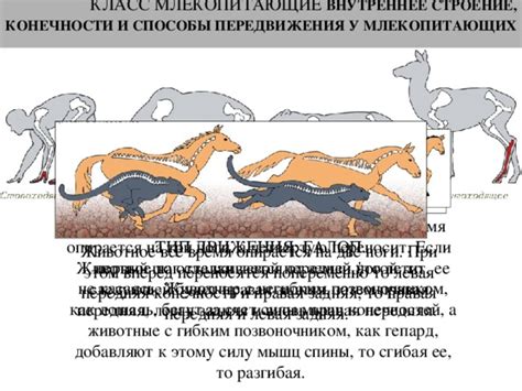 Анатомическая структура и характеристики передвижения у больших млекопитающих семейства Ursidae