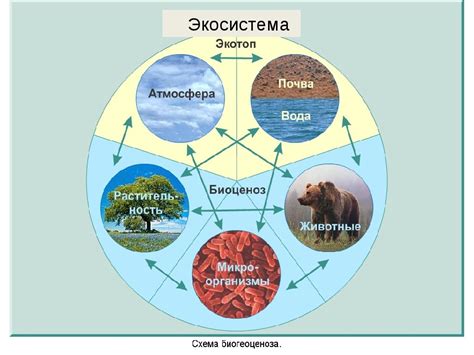 Взаимосвязь верблюжьей колючки с природной зоны: значимость окружающей среды и факторы влияния