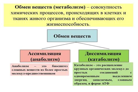 Влияние сушеной рыбной продукции на обмен веществ в организме: последствия и польза