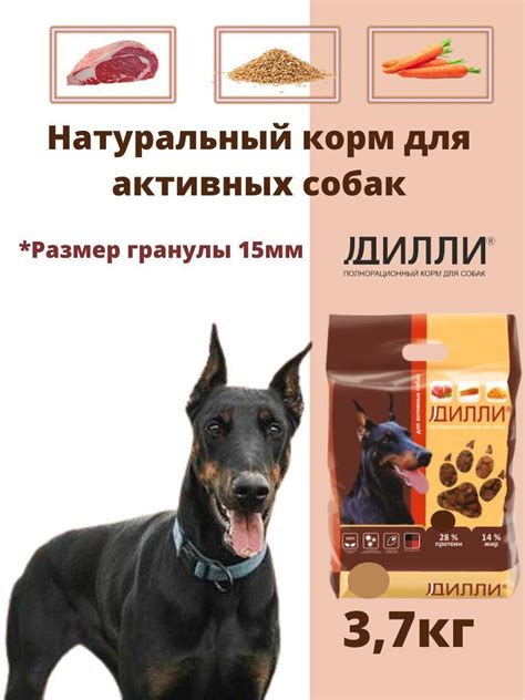 Выбор оптимального периода старта дрессировки щенков