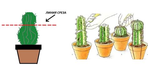 Значимость и выгода процедуры обрезки ясколки для сохранения ее зимней красоты