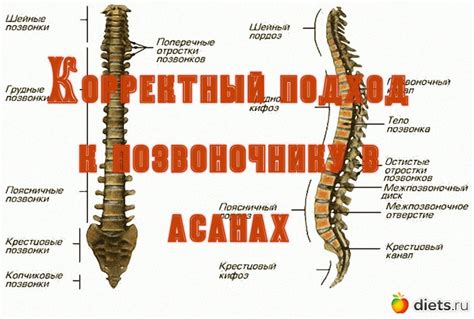 Каковы основные принципы корректного обрезания корней шефлеры