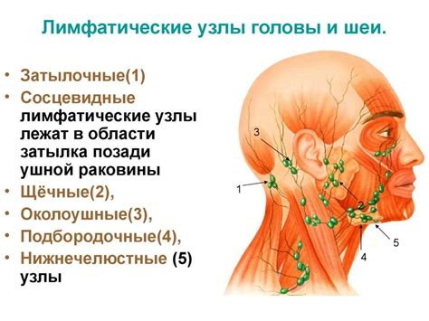 Лимфатические узлы позади уха: их назначение и значение применения йода