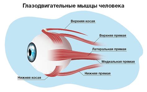 Мышцы и связки, обеспечивающие движение глаза