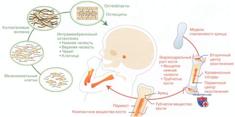 Общие представления о заживлении костей
