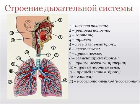 Основные признаки сужения нижних участков дыхательной системы