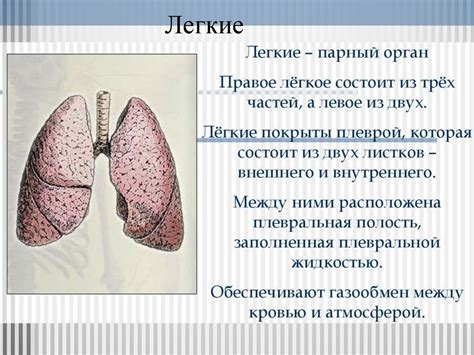 Патологическое сужение сегментов дыхательной системы: общая характеристика