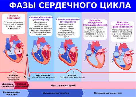 Практическая значимость понимания систолы и диастолы в лечении сердечных заболеваний