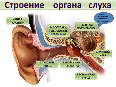 Признаки попадания паразитной особи в полость органа слуха
