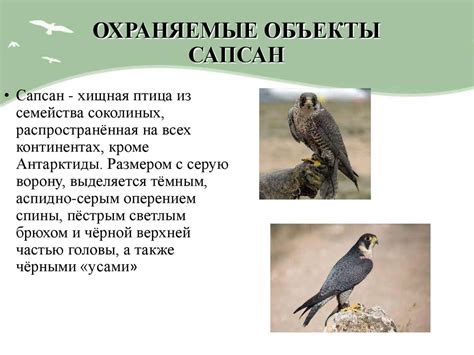Путешествие по заповедникам Туниса: информация о существовании комаров в октябре