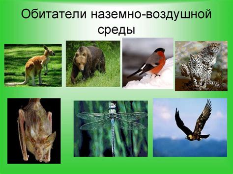 Распространение и среда обитания
