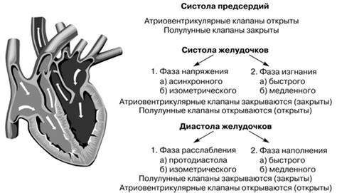 Ритм сердца: взаимодействие систолы и диастолы в гармоничной согласованной работе