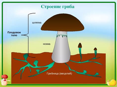 Роли грибов в народных представлениях и поверьях