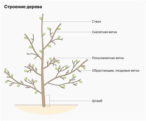 Роль обрезки в сохранении компактности кустов флокса