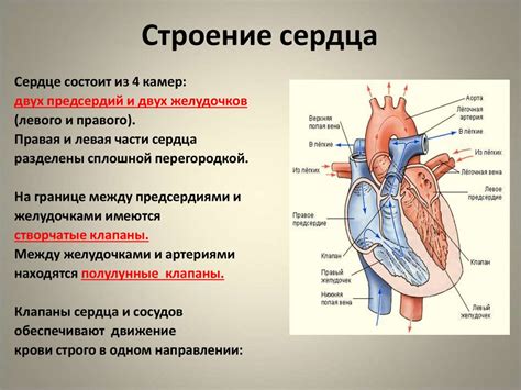 Роль систолы в работе сердца и его важность для кровообращения
