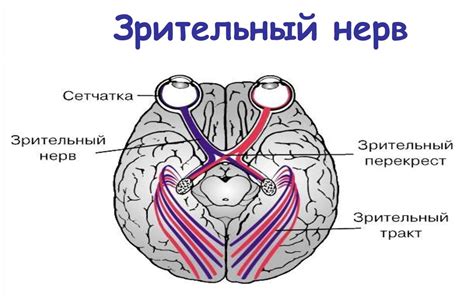 Сетчатка и зрительный нерв: биологические структуры глаза в ближней зоне окологлазничной области