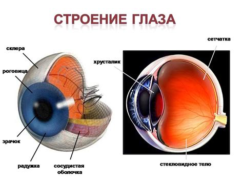 Структура глазной впадины