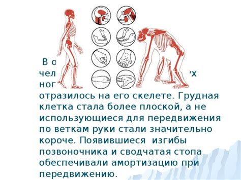 Эволюционные основы для вертикального передвижения на двух ногах
