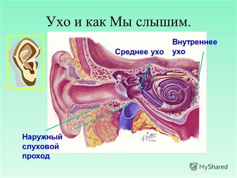  Как предотвратить попадание клеща в наружный слуховой проход 