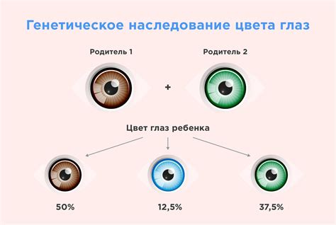  Роль генетики в определении цвета глаз: ключевые факторы и влияние на наследование 