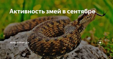 Активность змей в октябре месяце
