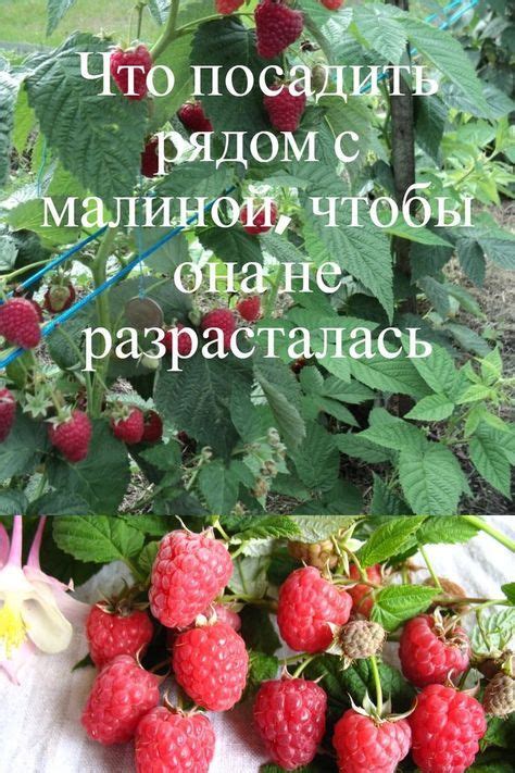 Альтернативные растения для посадки рядом с малиной