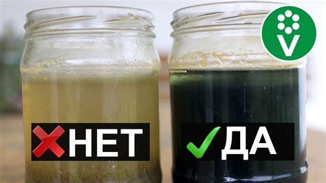 Важное обстоятельство при использовании железного купороса