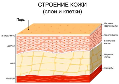 Важность кожи для человека