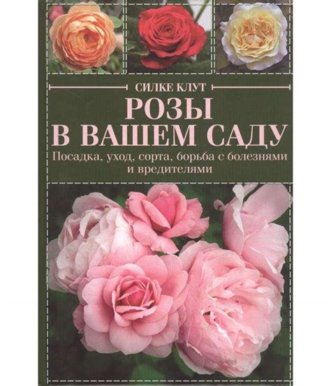 Важные моменты ухода за розой римоза