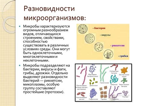 Влияние бадяги на активность микроорганизмов в ране