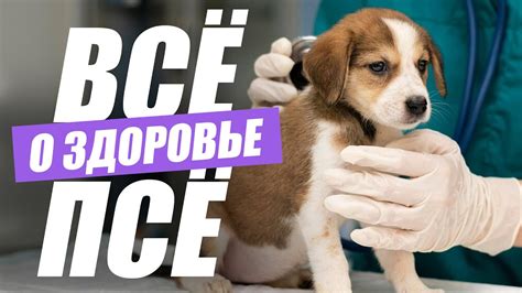Влияние говяжей тушенки на здоровье собаки