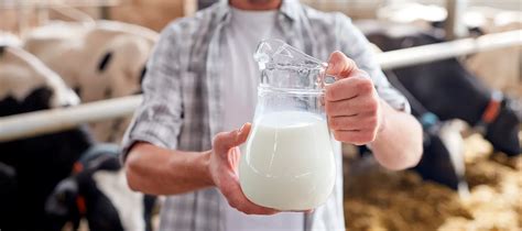 Влияние кисломолочных продуктов на организм собаки
