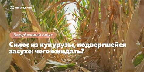 Влияние перепревшего силоса на урожайность