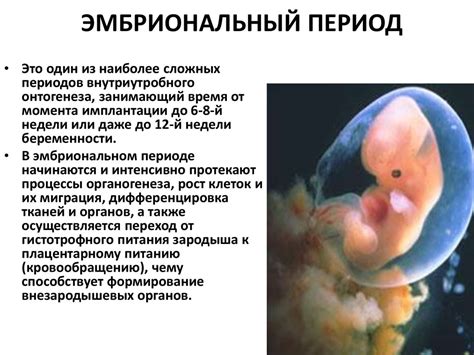 Влияние температуры на раннее развитие плода