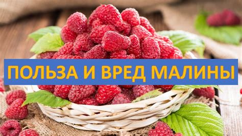 Вред жимолости для малины