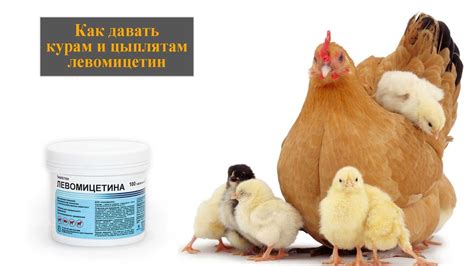 Давать курам заварку - подводные камни