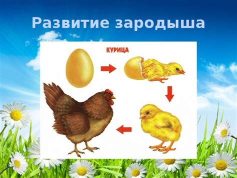 Исследования о влиянии горчицы на размножение птиц