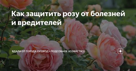 Как защитить розу римозу от болезней и вредителей